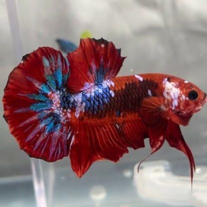 Betta splendens - Siamese Fighting Fish Koi Fancy 3.5-4cm