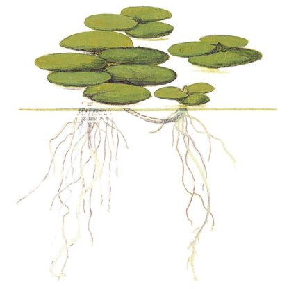 Tropica Limnobium laevigatum 1-2 Grow - Φυτά για Ενυδρεία