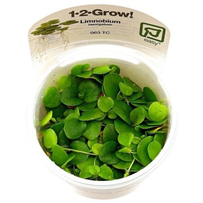 Tropica Limnobium laevigatum 1-2 Grow - Φυτά για Ενυδρεία