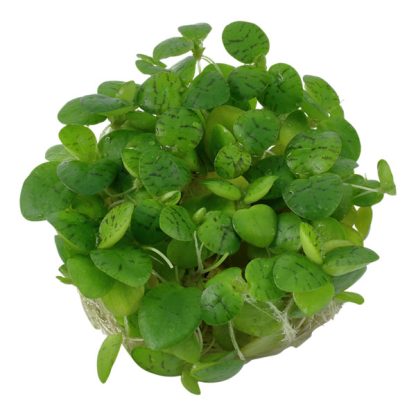 Tropica Limnobium laevigatum 1-2 Grow - Φυτά για Ενυδρεία