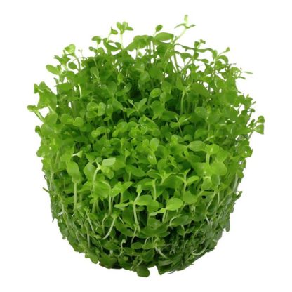 Tropica Micranthemum tweediei ‘Monte Carlo’ 1-2-Grow! - Φυτά για Ενυδρεία