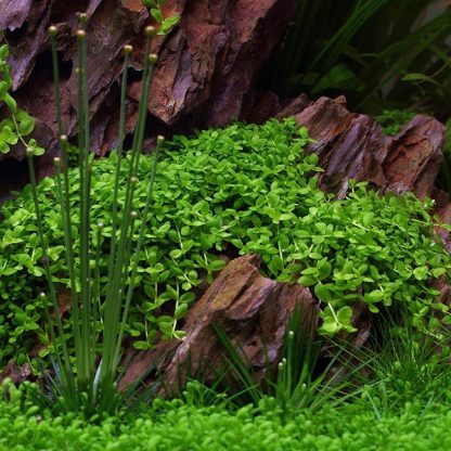 Tropica Micranthemum tweediei ‘Monte Carlo’ 1-2-Grow! - Φυτά για Ενυδρεία