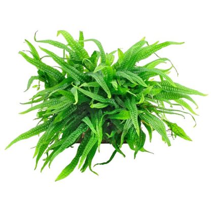 Tropica Microsorum pteropus - Φυτά για Ενυδρεία