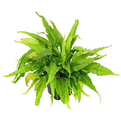 Tropica Microsorum pteropus XL - Φυτά για Ενυδρεία