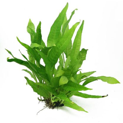 Tropica Microsorum pteropus XL - Φυτά για Ενυδρεία
