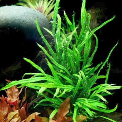 Tropica microsorum Pteropus ‘Trident’ - Φυτά για Ενυδρεία