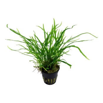 Tropica Bucephalandra Kedagang Potted - Sales