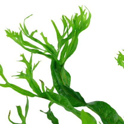 Tropica Microsorum Pteropus ‘Windeløv’ - Φυτά για Ενυδρεία