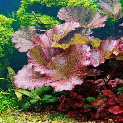 Tropica Nymphaea Lotus Potted - Φυτά για Ενυδρεία