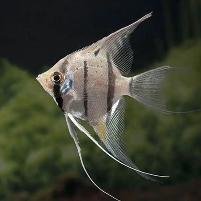 Pterophyllum scalare – Peruvian Angelfish 4cm - Ψάρια Γλυκού