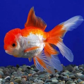 Carassius auratus - Red and White Oranda 8cm
