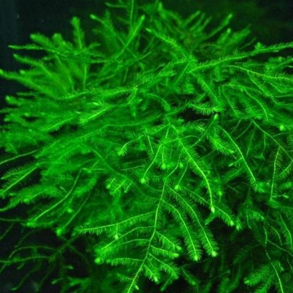 Tropica Taxiphyllum “Spiky” Portion - Sales