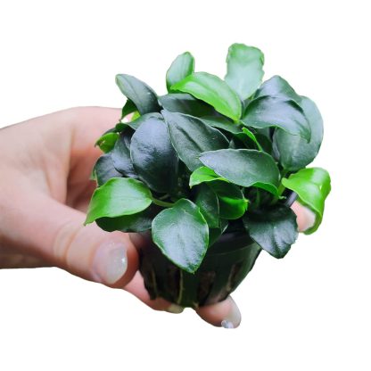 Tropica Anubias barteri “Petite” - Φυτά για Ενυδρεία