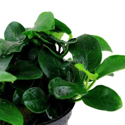 Tropica Anubias barteri “Petite” - Φυτά για Ενυδρεία