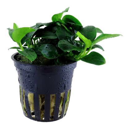 Tropica Anubias barteri “Petite” - Sales