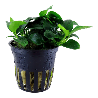 Tropica Anubias barteri “Petite” - Φυτά για Ενυδρεία