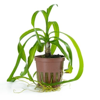 Tropica Crinum Thaianum Potted - Φυτά για Ενυδρεία