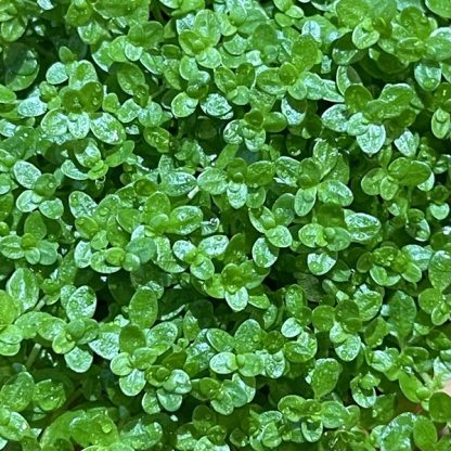 Tropica Micranthemum Callitrichoides ‘Cuba’ 1-2-Grow - Φυτά για Ενυδρεία