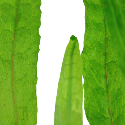 Tropica Microsorum Pteropus ‘Narrow’ Potted - Φυτά για Ενυδρεία