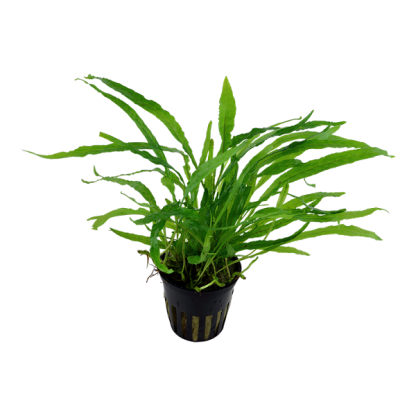 Tropica Microsorum Pteropus ‘Narrow’ Potted - Φυτά για Ενυδρεία