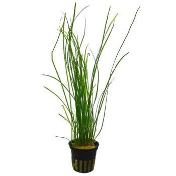 Tropica Vallisneria Nana - Φυτά για Ενυδρεία