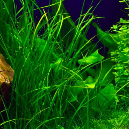 Tropica Vallisneria Nana - Φυτά για Ενυδρεία