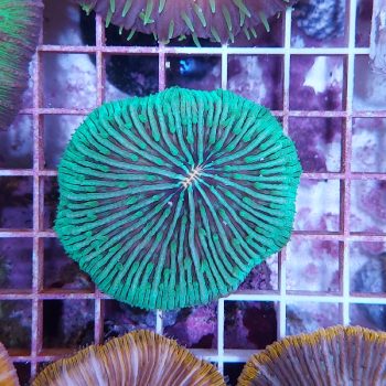 Fungia green orange mouth - Hot Coral Offers