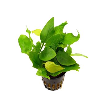 S.I Anubias barteri var. nana ‘Golden’ ( Yellow Heart ) - Φυτά για Ενυδρεία