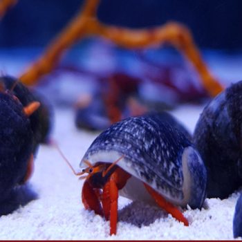Clibanarius rutilus – Bali’s Hermit crab Metallic Red - Ασπόνδυλα Θαλασσινού