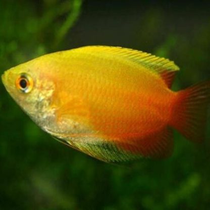 Colisa chuna-Golden Honey Gourami M - Ψάρια Γλυκού