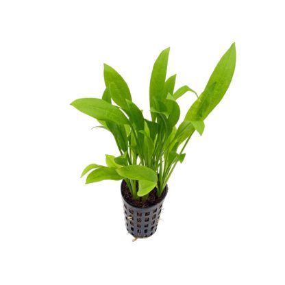 S.I Echinodorus grisebachii ‘Amazonicus’ - Φυτά για Ενυδρεία