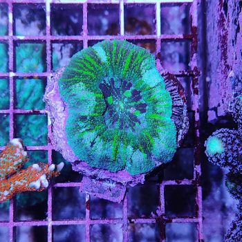 Acanthastrea maxima G51 - Μητρικές αποικίες