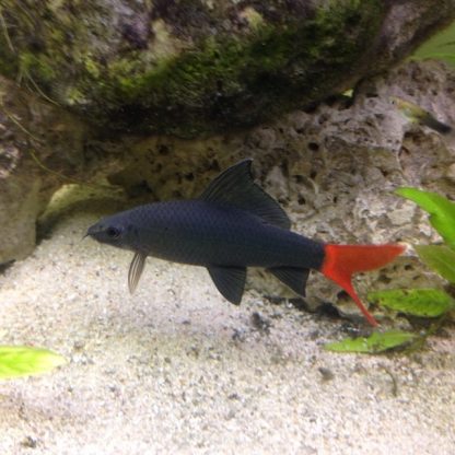 Epalzeorhynchos bicolor – Red Tail Black Shark 4.5cm - Ψάρια Γλυκού