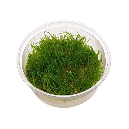 S.I. Taxiphyllum sp. ‘Giant Moss’ in-vitro - Φυτά για Ενυδρεία