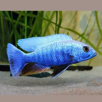 Sciaenochromis ahli -Electric blue hap M - Ψάρια Γλυκού