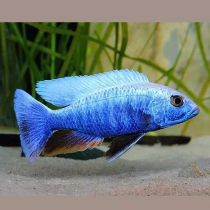 Sciaenochromis ahli -Electric blue hap M - Ψάρια Γλυκού