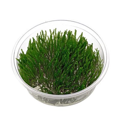 S.I. Taxiphyllum sp. ‘Spiky Moss’ in-vitro - Φυτά για Ενυδρεία