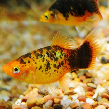 Xiphophorus maculatus – Glowlight Calico Yellow Platy SM - Ψάρια Γλυκού