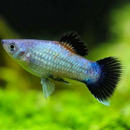 Xiphophorus maculatus – Glowlight Wagtail Blue Platy SM - Ψάρια Γλυκού
