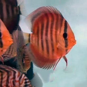 Symphysodon discus - Alencer discus 7.5cm