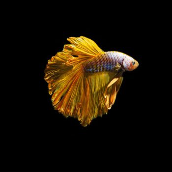 Betta splendens - Siamese Fighting Fish Yellow L