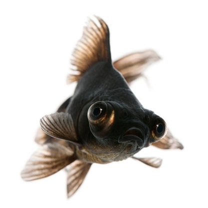 Carassius auratus -Black Moor 3-5cm - Image 2