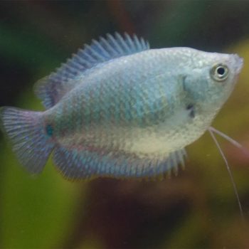 Colisa lalia - Dwarf gourami female