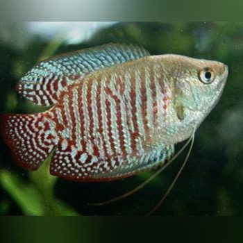 Colisa lalia - Dwarf Gourami Male L