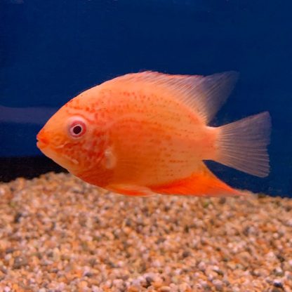 Heros Severus -Red Faced Golden Severum 6-7cm - Ψάρια Γλυκού