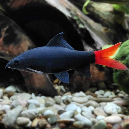 Epalzeorhynchos bicolor – Red Tail Black Shark 4.5cm - Ψάρια Γλυκού