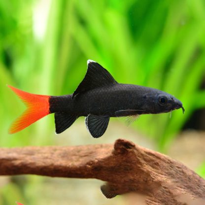 Epalzeorhynchos bicolor – Red Tail Black Shark 4.5cm - Ψάρια Γλυκού