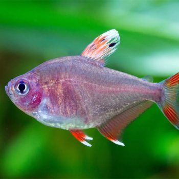 Hyphessobrycon rosaceus – Rosy Tetra M - Sales