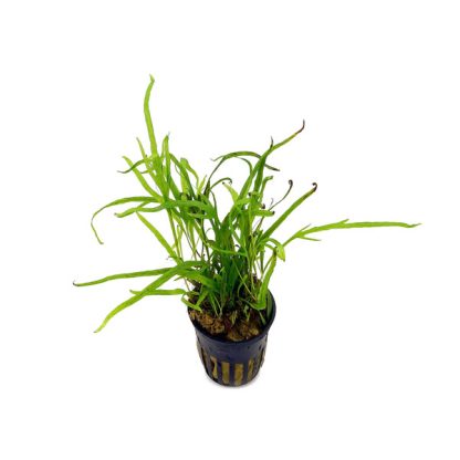 S.I Microsorum pteropus ‘Trident’ - Φυτά για Ενυδρεία