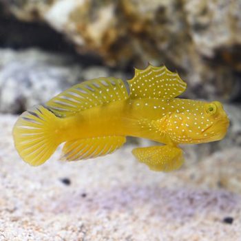 Cryptocentrus cinctus  – Yellow Prawn Goby - Ψάρια Θαλασσινού